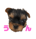 可愛いリアルヨーキー 子犬（個別スタンプ：12）