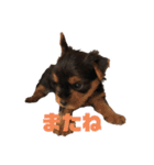 可愛いリアルヨーキー 子犬（個別スタンプ：13）