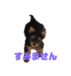 可愛いリアルヨーキー 子犬（個別スタンプ：14）