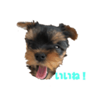 可愛いリアルヨーキー 子犬（個別スタンプ：15）