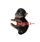 可愛いリアルヨーキー 子犬（個別スタンプ：16）