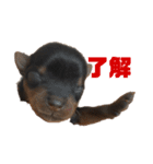 可愛いリアルヨーキー 子犬（個別スタンプ：17）
