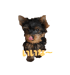 可愛いリアルヨーキー 子犬（個別スタンプ：18）