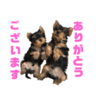 可愛いリアルヨーキー 子犬（個別スタンプ：19）
