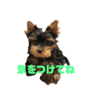 可愛いリアルヨーキー 子犬（個別スタンプ：21）