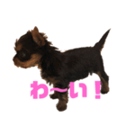可愛いリアルヨーキー 子犬（個別スタンプ：23）