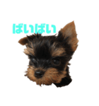 可愛いリアルヨーキー 子犬（個別スタンプ：24）
