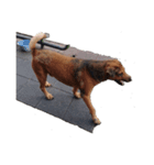 【バンコク動物編】ミーシュカひとり旅（個別スタンプ：8）
