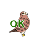 チョウゲンボウが主役！（個別スタンプ：5）