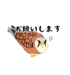 チョウゲンボウが主役！（個別スタンプ：9）