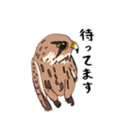 チョウゲンボウが主役！（個別スタンプ：10）