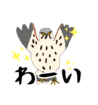 チョウゲンボウが主役！（個別スタンプ：15）