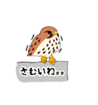 チョウゲンボウが主役！（個別スタンプ：19）