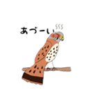 チョウゲンボウが主役！（個別スタンプ：20）