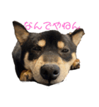 くろしばの杏（個別スタンプ：1）