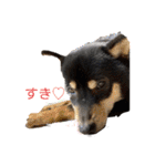 くろしばの杏（個別スタンプ：3）