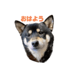 くろしばの杏（個別スタンプ：9）