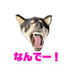 くろしばの杏（個別スタンプ：30）