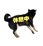 くろしばの杏（個別スタンプ：33）