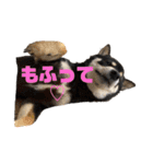 くろしばの杏（個別スタンプ：35）