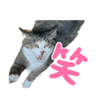 になはるちび〜日常〜（個別スタンプ：6）