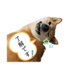 柴犬スタンプver.ヒナ（個別スタンプ：1）