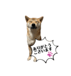 柴犬スタンプver.ヒナ（個別スタンプ：2）