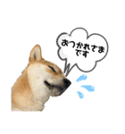 柴犬スタンプver.ヒナ（個別スタンプ：3）