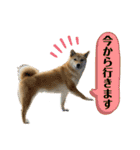 柴犬スタンプver.ヒナ（個別スタンプ：4）
