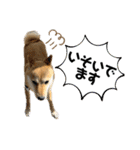 柴犬スタンプver.ヒナ（個別スタンプ：5）