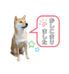 柴犬スタンプver.ヒナ（個別スタンプ：6）