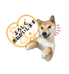 柴犬スタンプver.ヒナ（個別スタンプ：7）