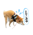 柴犬スタンプver.ヒナ（個別スタンプ：8）