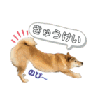柴犬スタンプver.ヒナ（個別スタンプ：9）