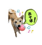 柴犬スタンプver.ヒナ（個別スタンプ：11）