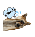 柴犬スタンプver.ヒナ（個別スタンプ：12）