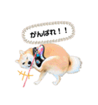 柴犬スタンプver.ヒナ（個別スタンプ：14）