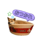 柴犬スタンプver.ヒナ（個別スタンプ：15）