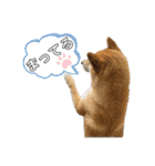 柴犬スタンプver.ヒナ（個別スタンプ：16）