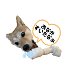 柴犬スタンプver.ヒナ（個別スタンプ：17）
