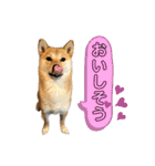 柴犬スタンプver.ヒナ（個別スタンプ：19）