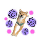 柴犬スタンプver.ヒナ（個別スタンプ：20）