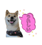 柴犬スタンプver.ヒナ（個別スタンプ：21）