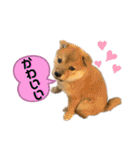 柴犬スタンプver.ヒナ（個別スタンプ：22）