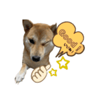柴犬スタンプver.ヒナ（個別スタンプ：23）