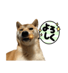 柴犬スタンプver.ヒナ（個別スタンプ：24）