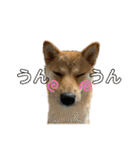 柴犬スタンプver.ヒナ（個別スタンプ：25）