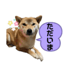柴犬スタンプver.ヒナ（個別スタンプ：26）