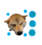 柴犬スタンプver.ヒナ（個別スタンプ：27）