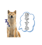 柴犬スタンプver.ヒナ（個別スタンプ：28）